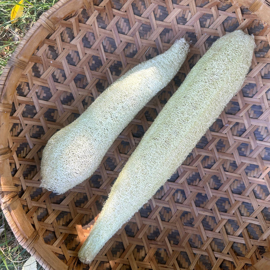 Garden Grown Loofa Sponge