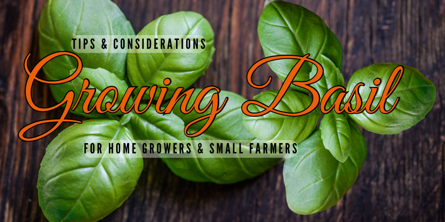 Growing Organic Basil: Tips for Home Gardeners & Small-scale Farmers