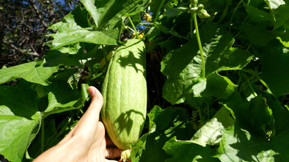 Garden Grown Loofa Sponge