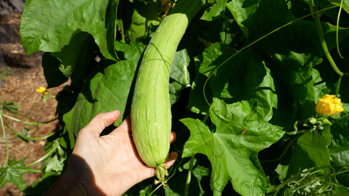 Garden Grown Loofa Sponge