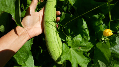 Garden Grown Loofa Sponge